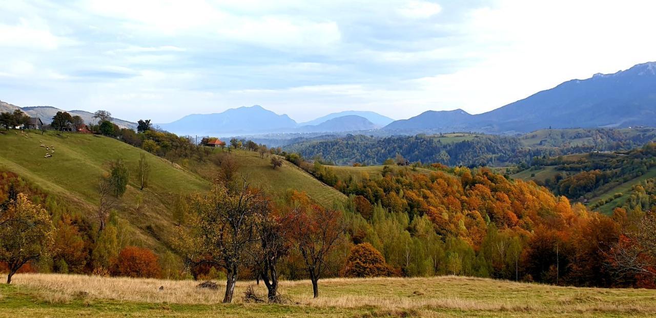 La Odai Бран Экстерьер фото